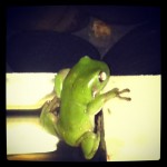 instagram frog Blogging Instagram photos