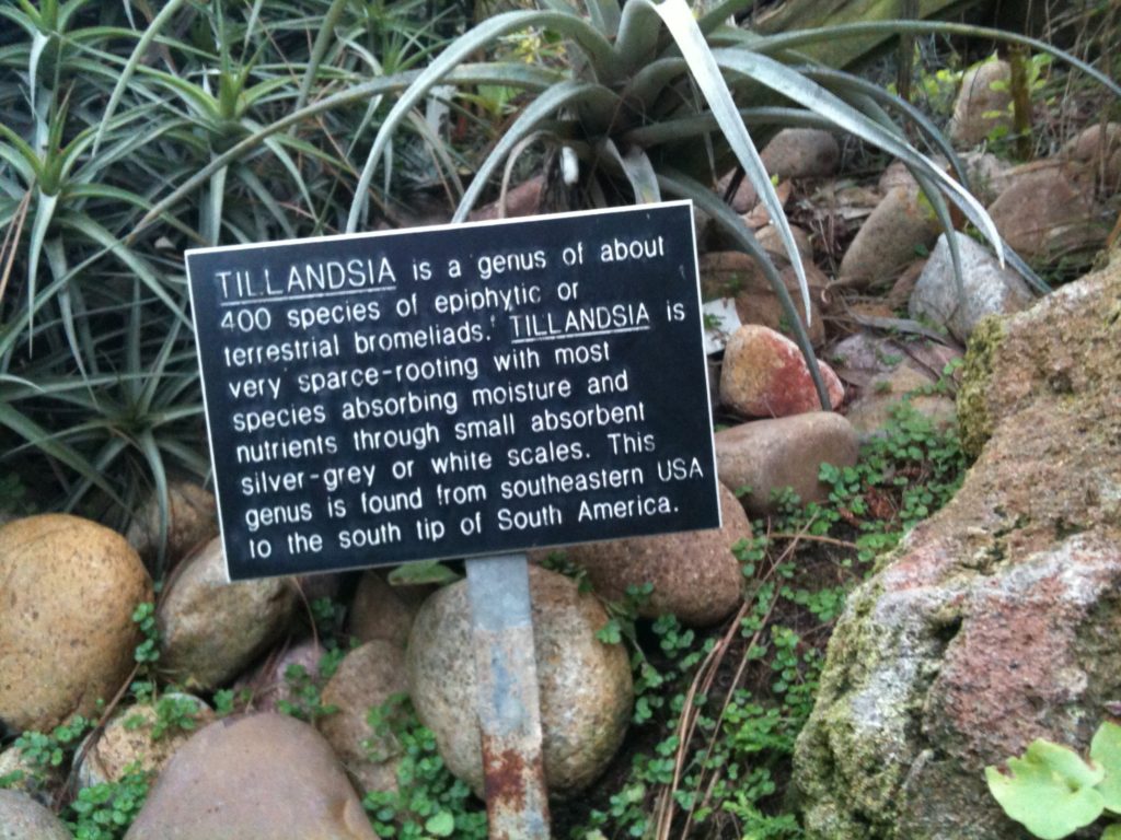 Plants at San Diego Zoo