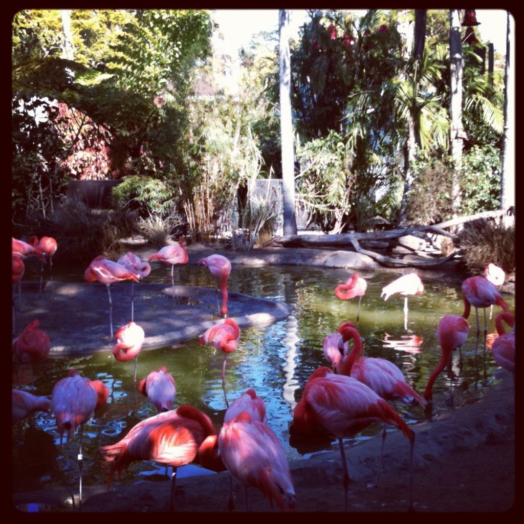 Flamingos at San Diego Zoo