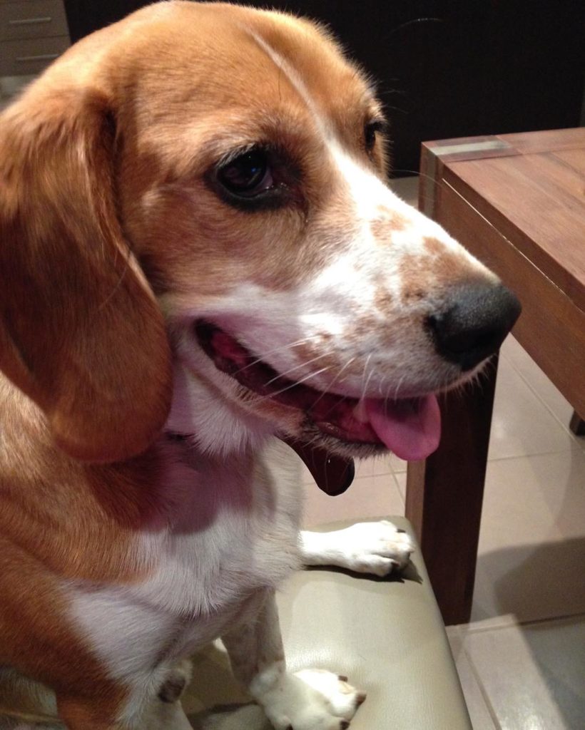 Family History Pet: Ralph