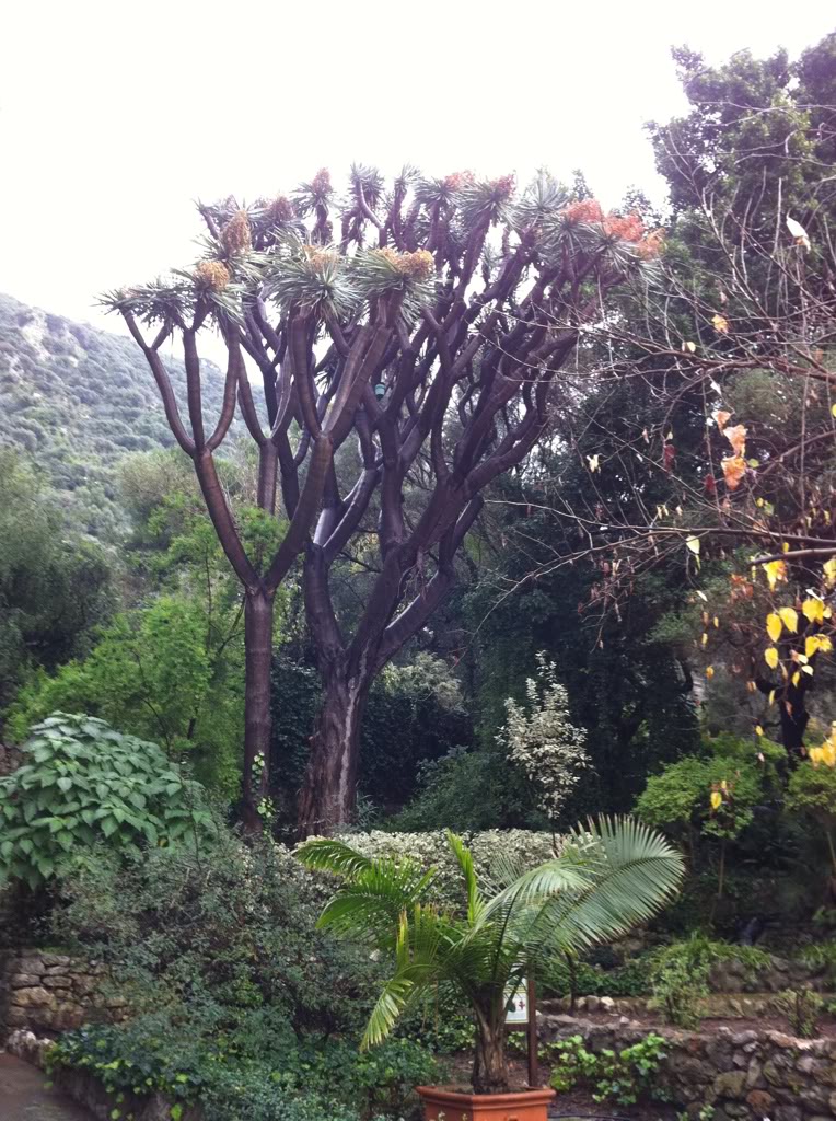 Speciman at the Botanic Gardens at Gibraltar