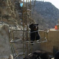 Begging Bears at the Wall of China