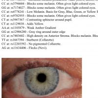 My eye Colour according to Gedmatch.